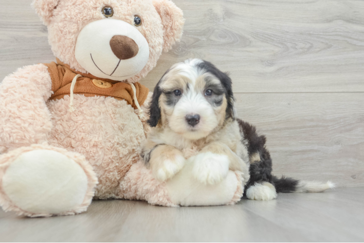 Mini Sheepadoodle Puppy for Adoption