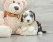 7 week old Mini Sheepadoodle Puppy For Sale - Premier Pups