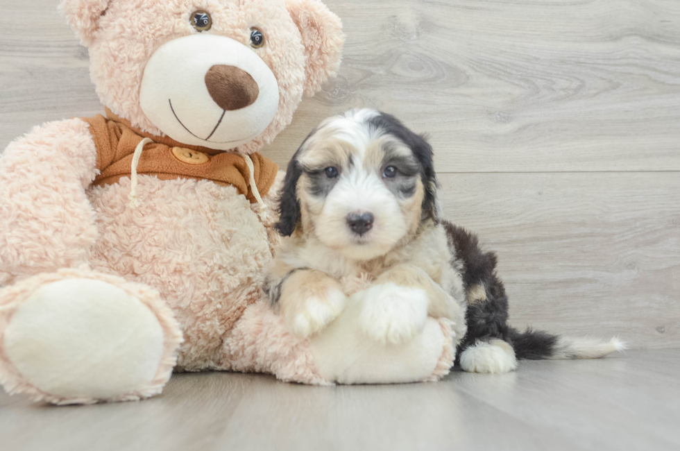 6 week old Mini Sheepadoodle Puppy For Sale - Premier Pups