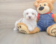 5 week old Mini Sheepadoodle Puppy For Sale - Premier Pups