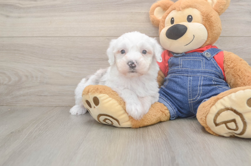 5 week old Mini Sheepadoodle Puppy For Sale - Premier Pups