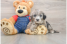 Mini Sheepadoodle Puppy for Adoption