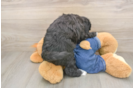 Playful Sheep a Poo Poodle Mix Puppy