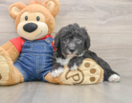 5 week old Mini Sheepadoodle Puppy For Sale - Premier Pups
