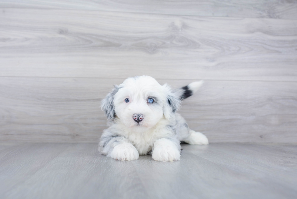 Mini Sheepadoodle Pup Being Cute