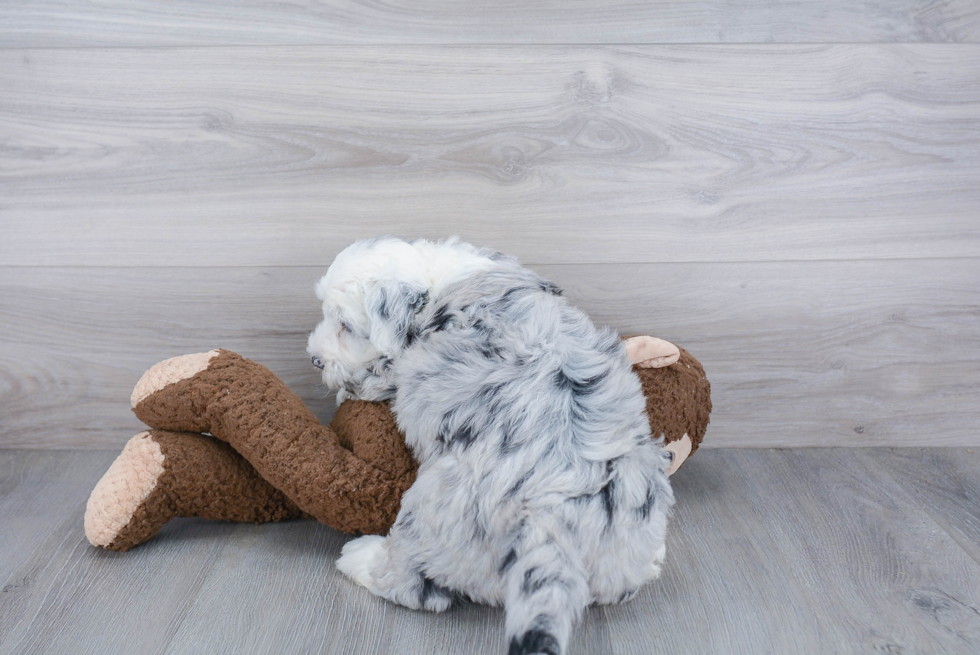 Best Mini Sheepadoodle Baby