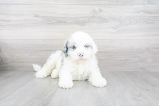 Adorable Sheep Dog Poodle Mix Puppy