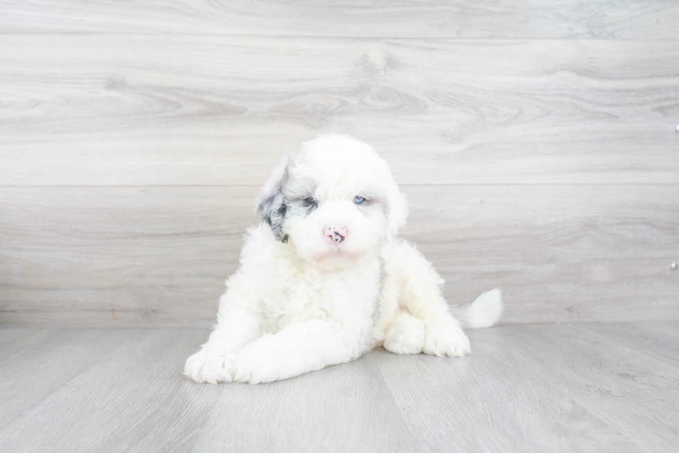 Mini Sheepadoodle Puppy for Adoption