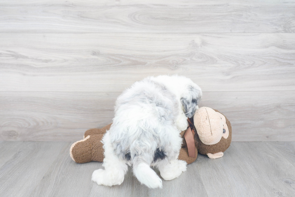 Playful Sheep Dog Poodle Mix Puppy