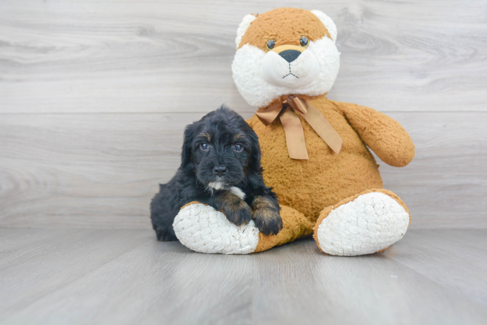 Energetic Sheep Dog Poodle Mix Puppy