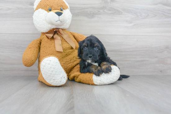 Smart Mini Sheepadoodle Poodle Mix Pup