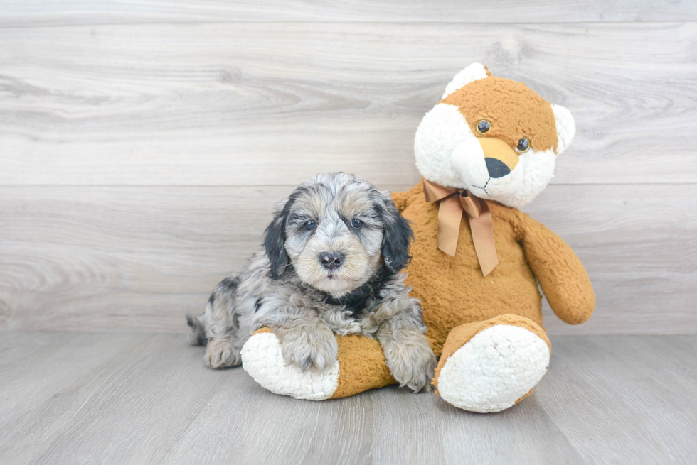 Best Mini Sheepadoodle Baby