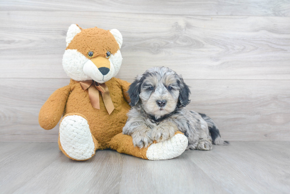 Mini Sheepadoodle Puppy for Adoption