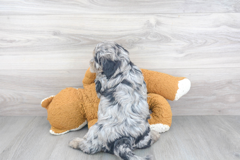 Mini Sheepadoodle Puppy for Adoption