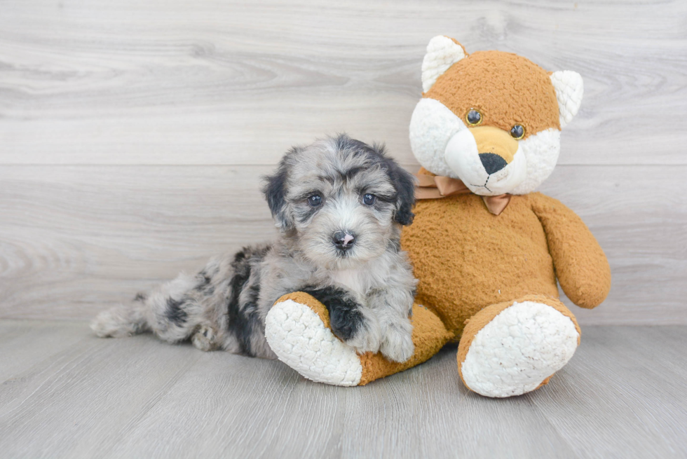 Small Mini Sheepadoodle Baby