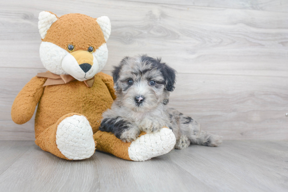 Hypoallergenic Sheep Dog Poodle Mix Puppy