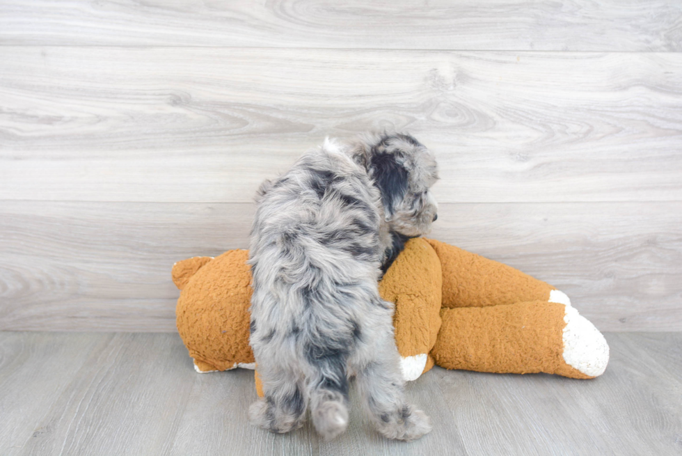 Small Mini Sheepadoodle Baby