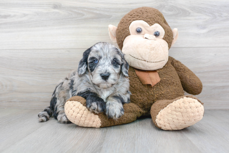 Mini Sheepadoodle Puppy for Adoption