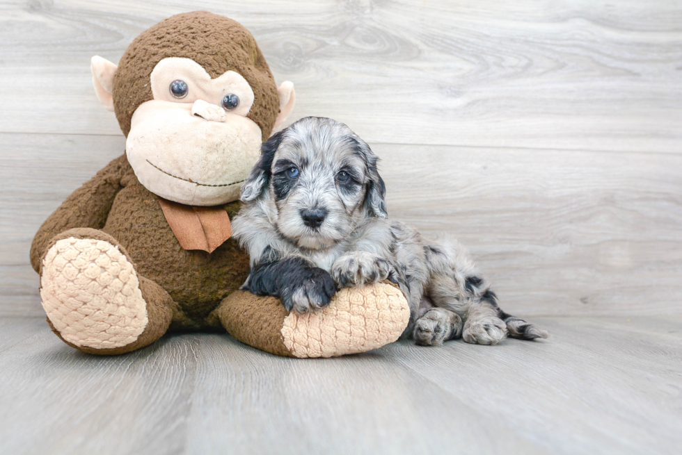 Mini Sheepadoodle Pup Being Cute