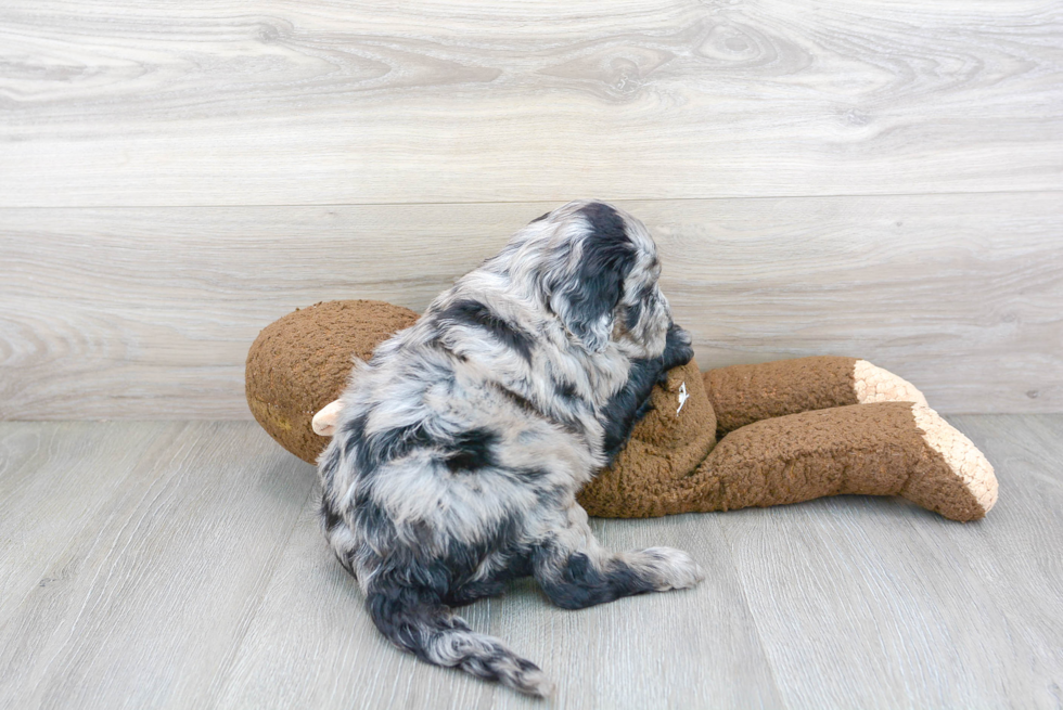 Fluffy Mini Sheepadoodle Poodle Mix Pup