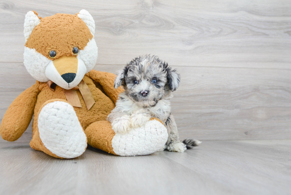 Friendly Mini Sheepadoodle Baby