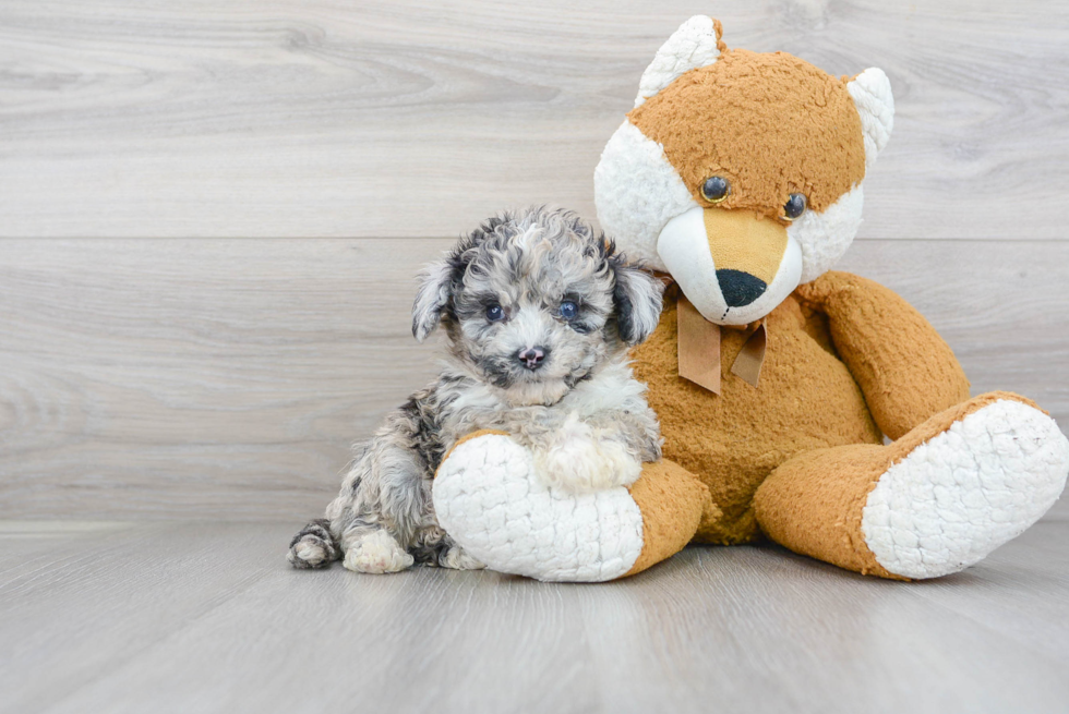 Mini Sheepadoodle Pup Being Cute