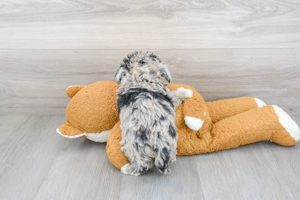 Mini Sheepadoodle Pup Being Cute