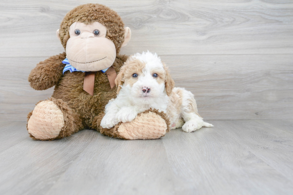 Mini Sheepadoodle Pup Being Cute