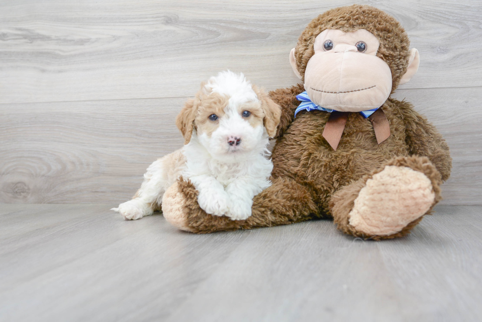 Mini Sheepadoodle Pup Being Cute