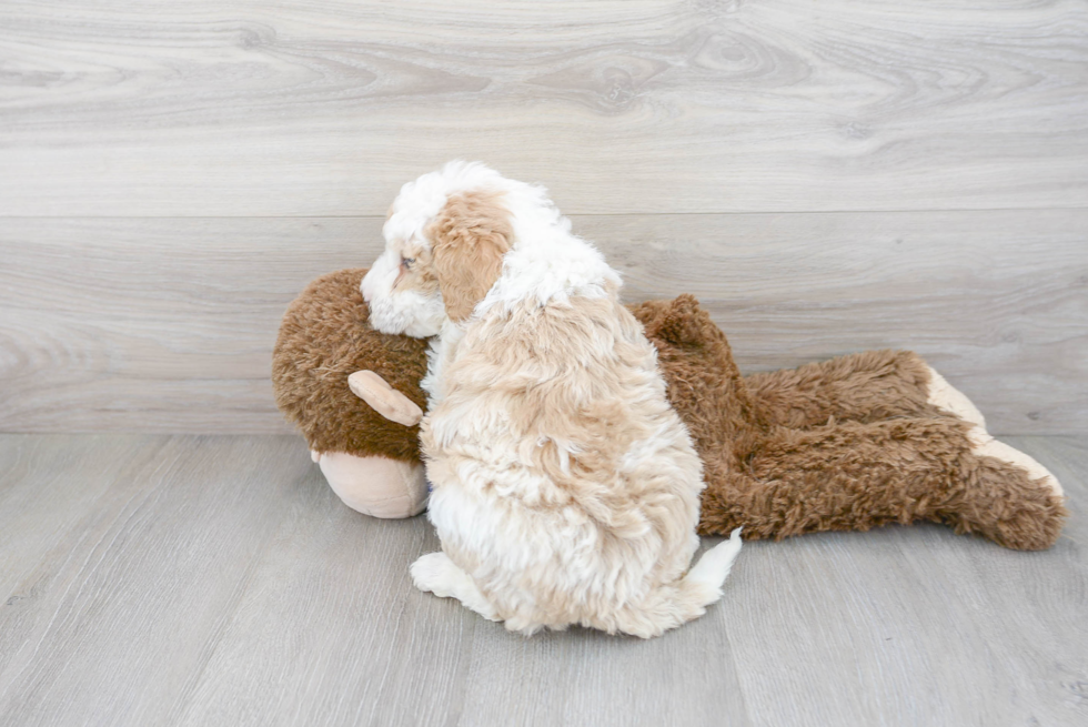 Mini Sheepadoodle Puppy for Adoption