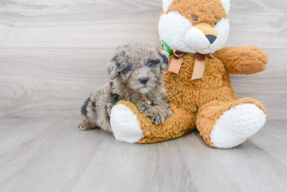 Little Sheep Dog Poodle Mix Puppy