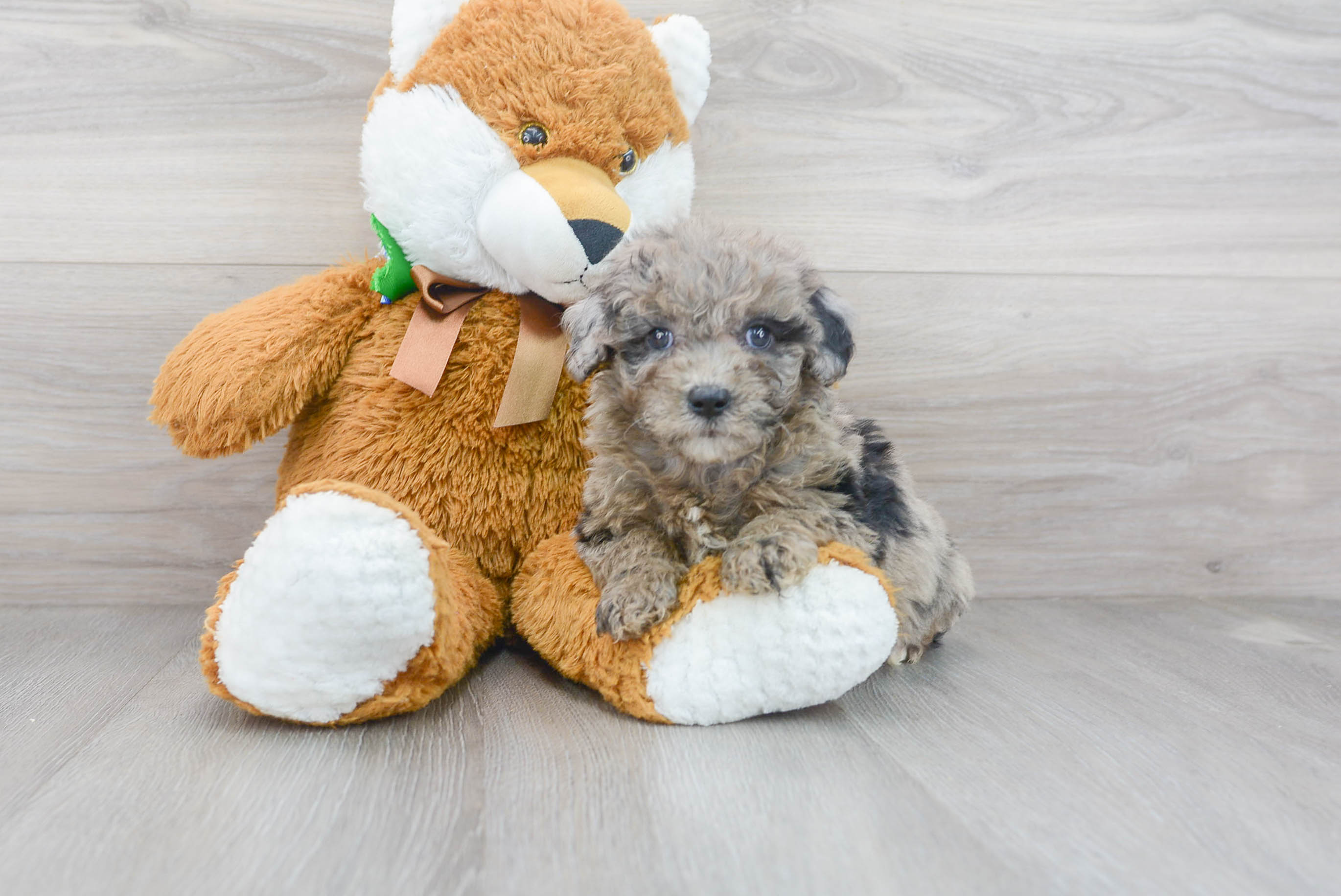 Mini Sheepadoodle Pup Being Cute