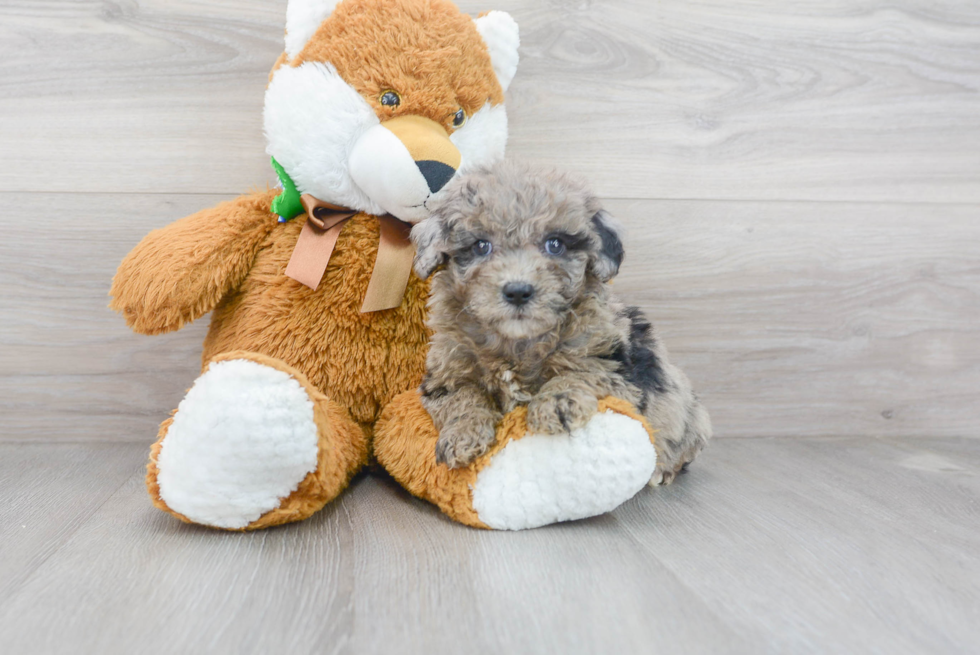 Mini Sheepadoodle Pup Being Cute