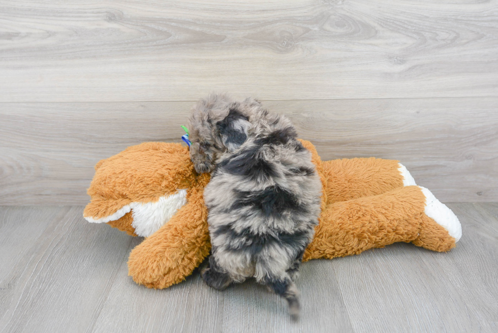 Smart Mini Sheepadoodle Poodle Mix Pup