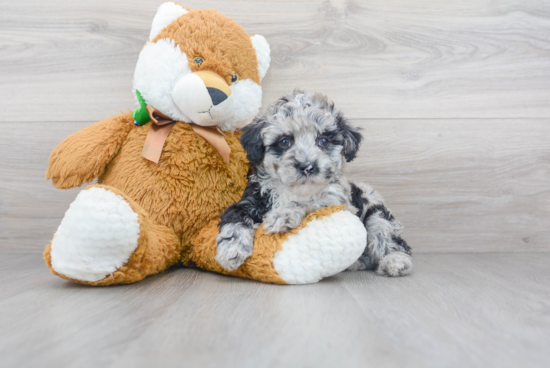 Mini Sheepadoodle Pup Being Cute