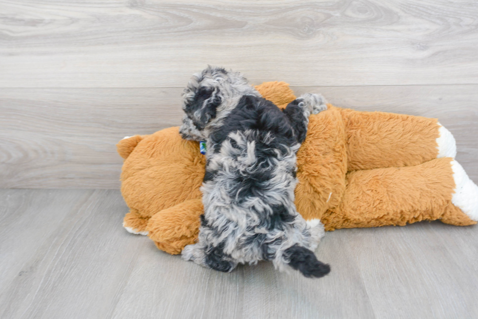 Best Mini Sheepadoodle Baby