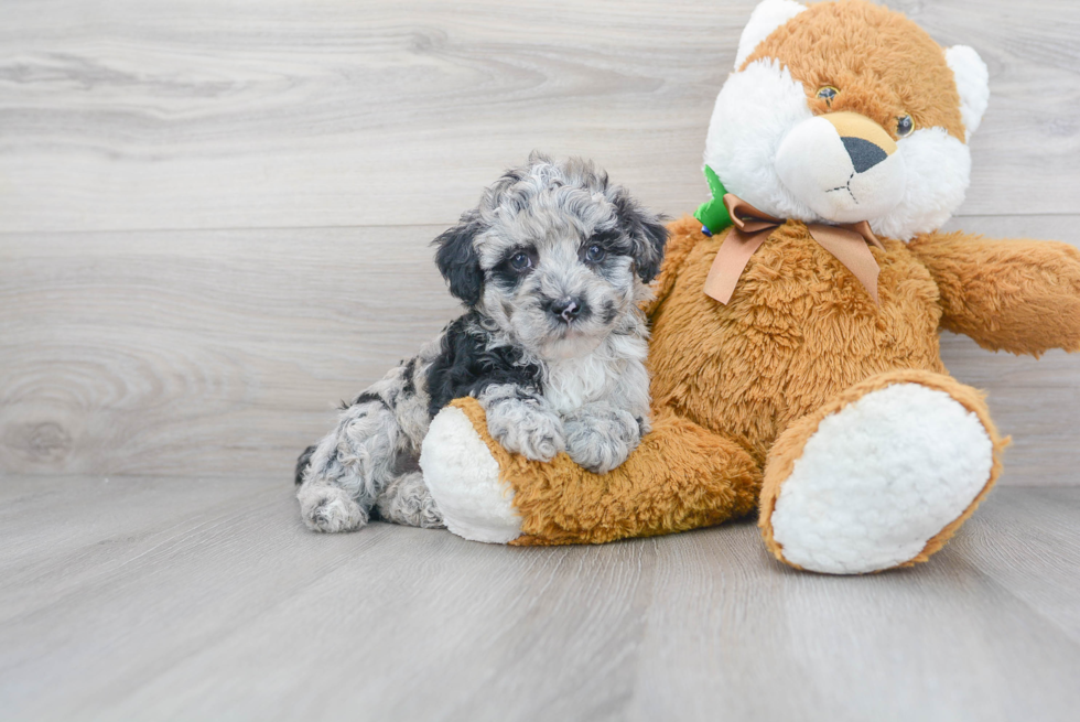 Mini Sheepadoodle Puppy for Adoption