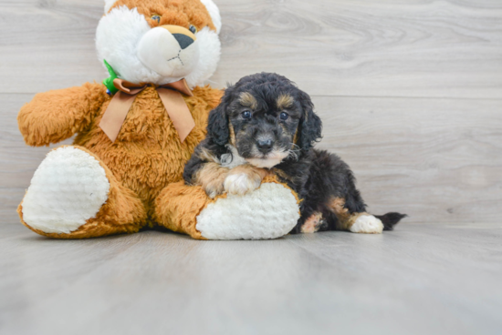 Energetic Sheep Dog Poodle Mix Puppy