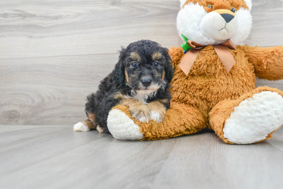 Small Mini Sheepadoodle Baby