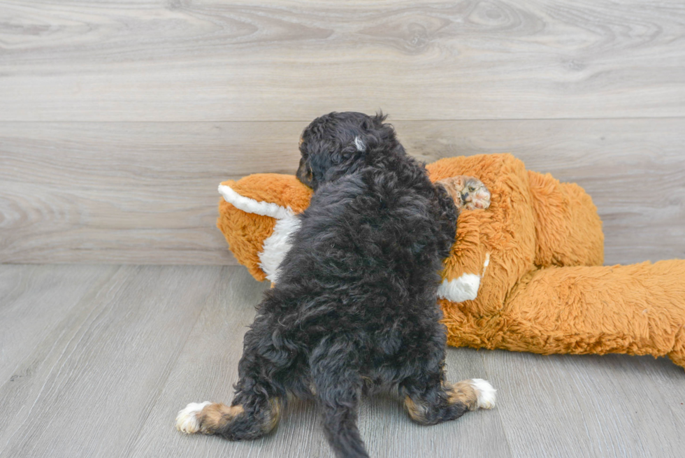 Best Mini Sheepadoodle Baby