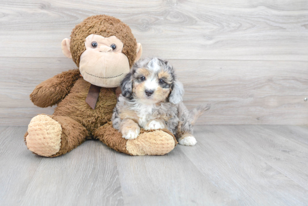 Sweet Mini Sheepadoodle Baby