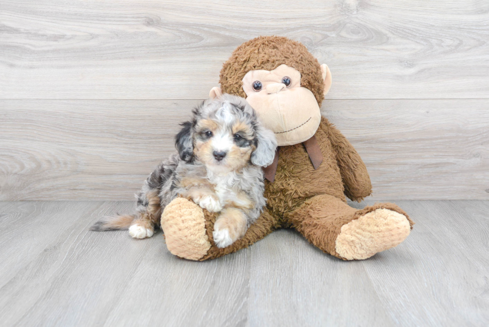 Mini Sheepadoodle Puppy for Adoption