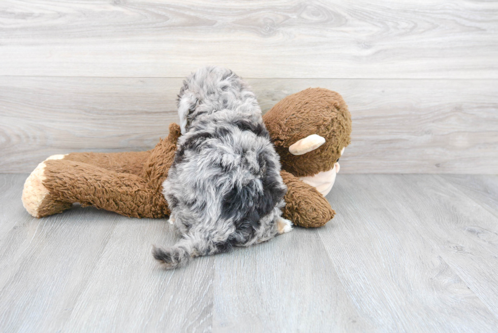 Adorable Sheep Dog Poodle Mix Puppy