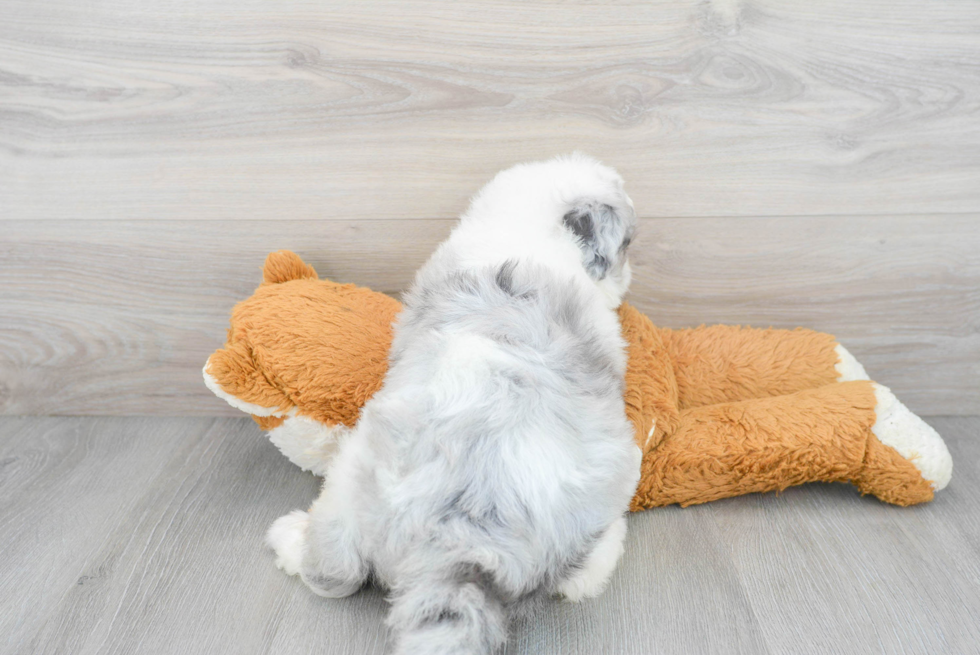 Little Sheep Dog Poodle Mix Puppy