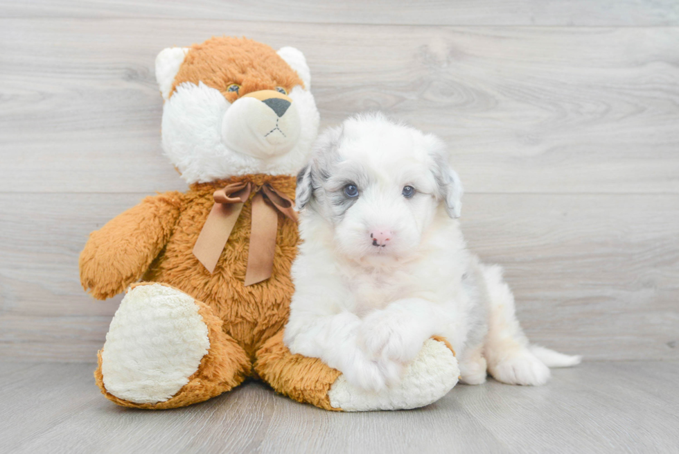 Best Mini Sheepadoodle Baby