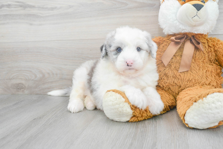 Mini Sheepadoodle Puppy for Adoption