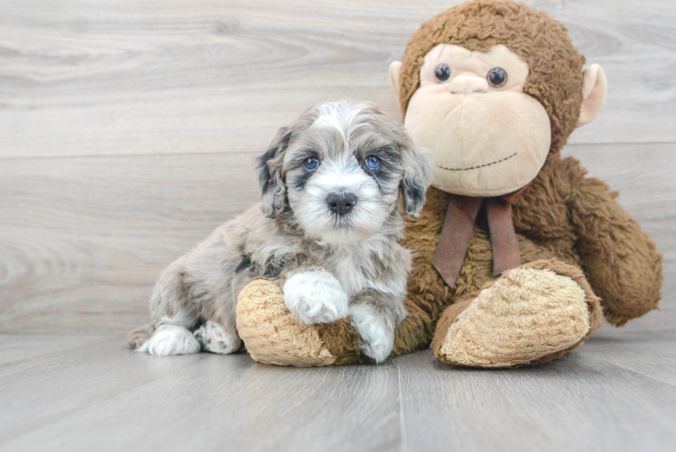 Best Mini Sheepadoodle Baby