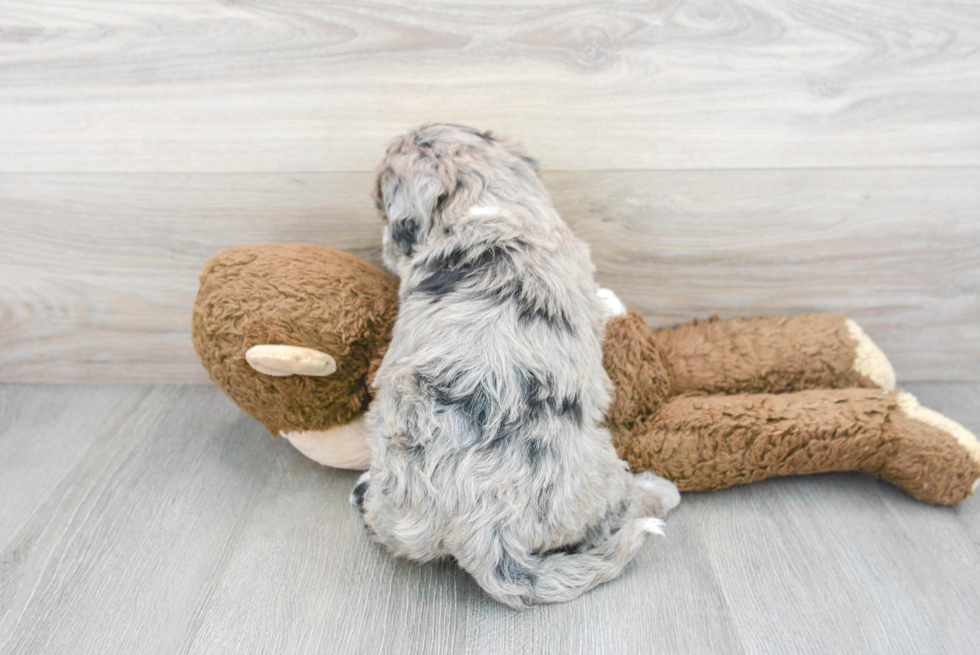 Fluffy Mini Sheepadoodle Poodle Mix Pup