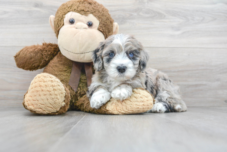 Adorable Sheep Dog Poodle Mix Puppy