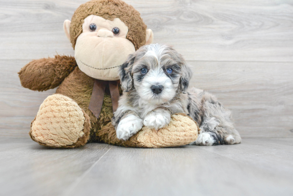 Adorable Sheep Dog Poodle Mix Puppy